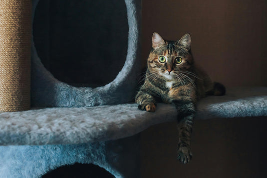 How to Choose the Right Cat Scratcher for Apartments.